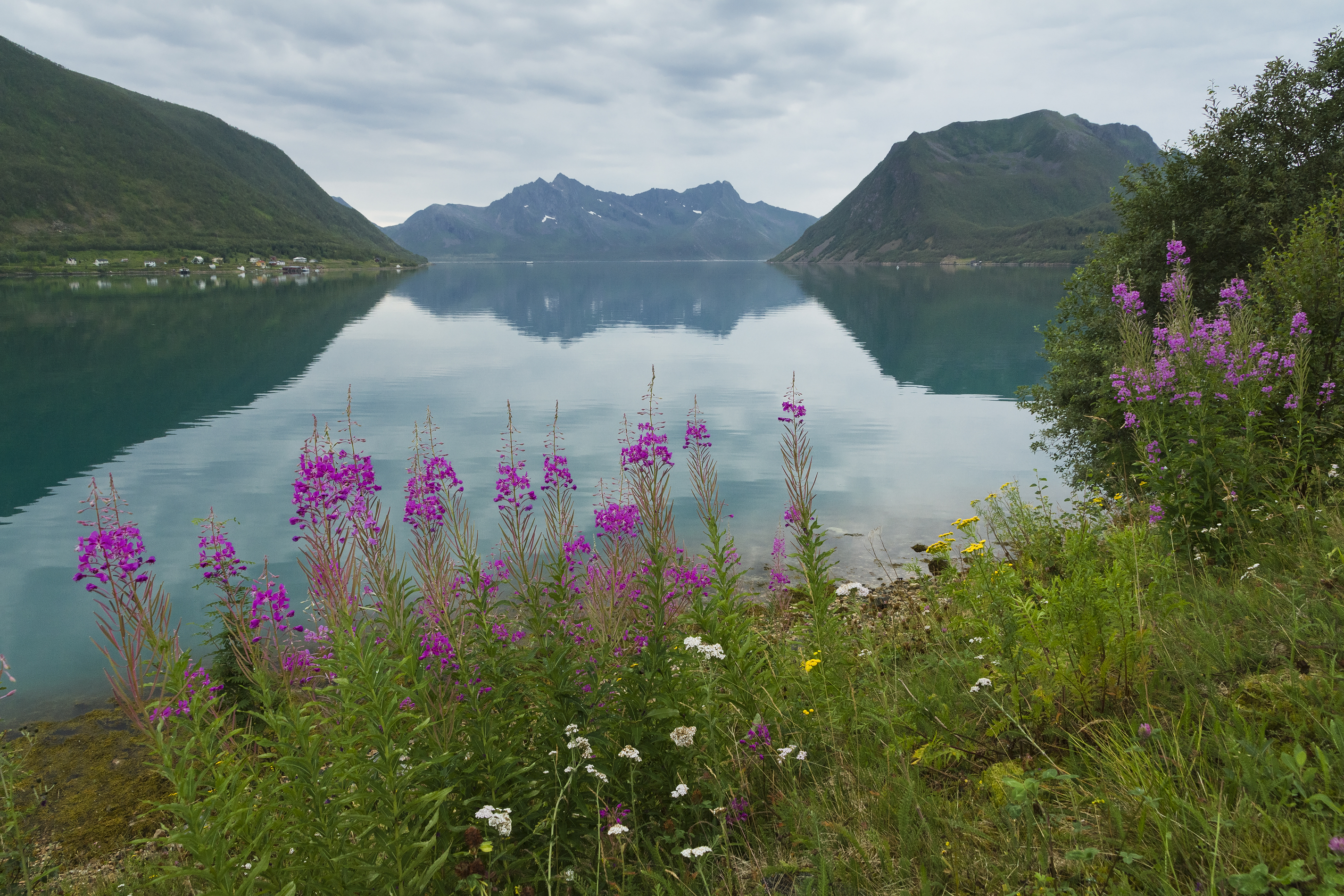 Sifjorden — hårnålssvinger, grender og blomsterenger på innsiden